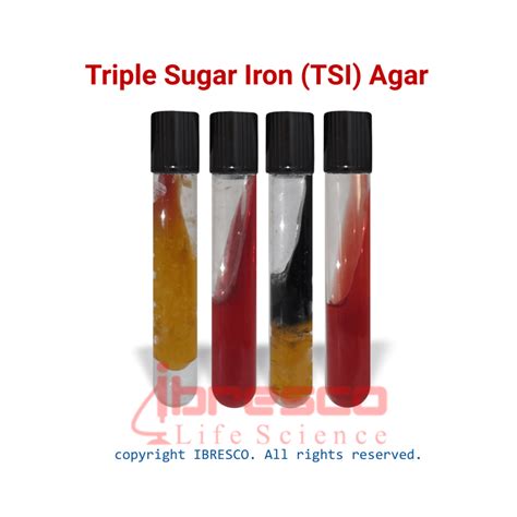 tsi e coli|triple sugar iron tsi agar.